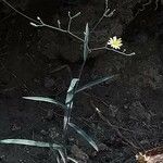 Launaea cornuta Flower