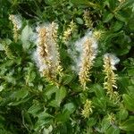 Salix breviserrata Fula