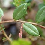 Vaccinium oxycoccos Fuelha