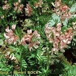 Vicia argentea Hábito
