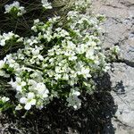 Arabis scopoliana 花