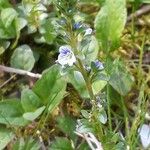 Veronica serpyllifolia Květ