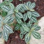 Pilea cadierei Leaf