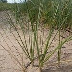 Calamagrostis breviligulata Habit