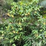 Brugmansia aurea Flower