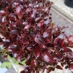 Coprosma repens List