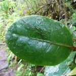 Tambourissa crassa Leaf
