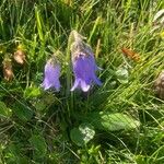 Campanula barbata Flor