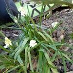 Muscari aucheri Flower