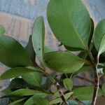 Psychotria calorhamnus অভ্যাস