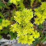 Petrosedum rupestreFlor