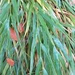 Hakonechloa macra Leaf