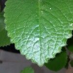 Coleus amboinicus Leaf