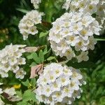 Spiraea cantoniensis Цвят