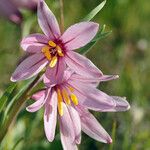 Fritillaria pluriflora Цветок