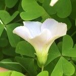 Oxalis incarnata Квітка