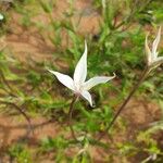 Conostomium quadrangulare Blomma