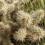 Cylindropuntia echinocarpa ᱥᱟᱠᱟᱢ