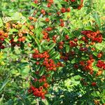 Pyracantha koidzumii Frukt