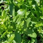 Thlaspi arvense Leaf