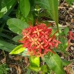 Ixora chinensis Blüte