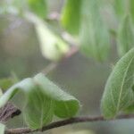 Evolvulus alsinoides Blatt