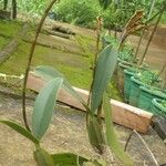 Bulbophyllum maximum Leaf