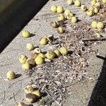 Juglans nigra Mbuma