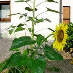 Helianthus annuus 整株植物