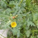 Sonchus asperLeaf