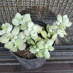 Cotyledon pendens Hoja