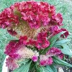 Celosia argentea Flower