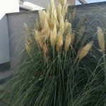 Cortaderia selloana List