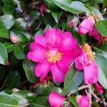 Camellia sasanquaBlodyn