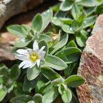 Cerastium latifolium Flower