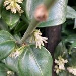 Sarcococca confusa Lorea