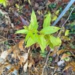 Amsonia tabernaemontana Leaf