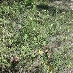 Sida spinosa Συνήθη χαρακτηριστικά
