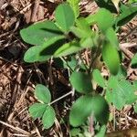 Crotalaria agatiflora Folla