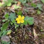 Potentilla canadensis Blomst