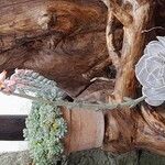 Echeveria laui Flor