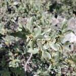 Elaeagnus commutata Φύλλο