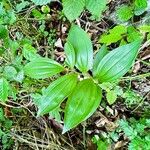 Polygonatum latifolium 葉