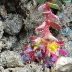 Saxifraga biflora Virág