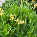 Canna flaccida List