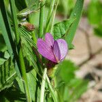 Vicia peregrina Kvet