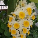 Dendrobium thyrsiflorum Flor