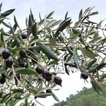 Olea europaea Плод