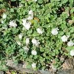 Stachys corsica Habitat