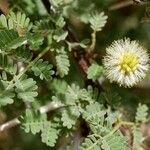 Acacia raddiana Blad